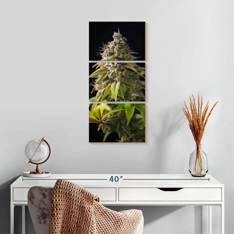Bourgeons de marihuana, H 27 po x l 12 po