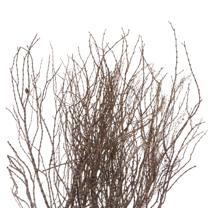 36'' Branch