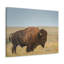 Art mural bison majestueux, art mural bison majestueux-1865464675