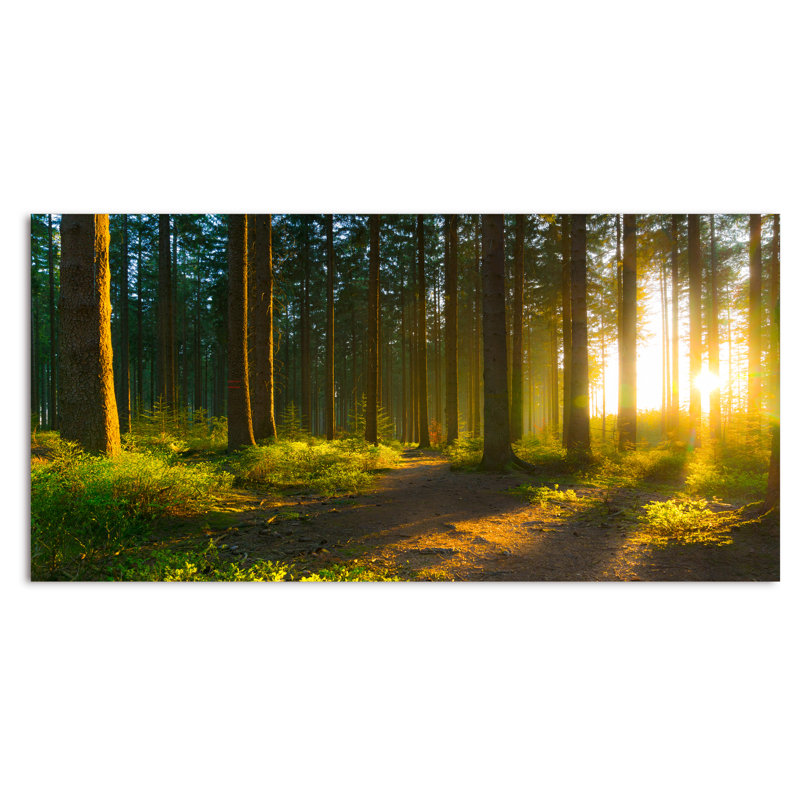 Lever de soleil dans la forêt verte - Photographie sur toile, H 8 po x l 12 po x P 1 po, Toile tendue