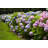 Hydrangea by Azndc - Wrapped Canvas Print-1509605666