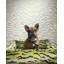 TIGRESS WALLCOVERING-100083363