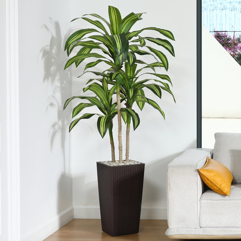 planting jasmine indoors Asian Jasmine main image 1