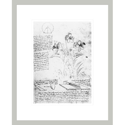Botanical Study fol. 14r from the Codex Atlanticus by Leonardo da Vinci -Framed Giclee Print