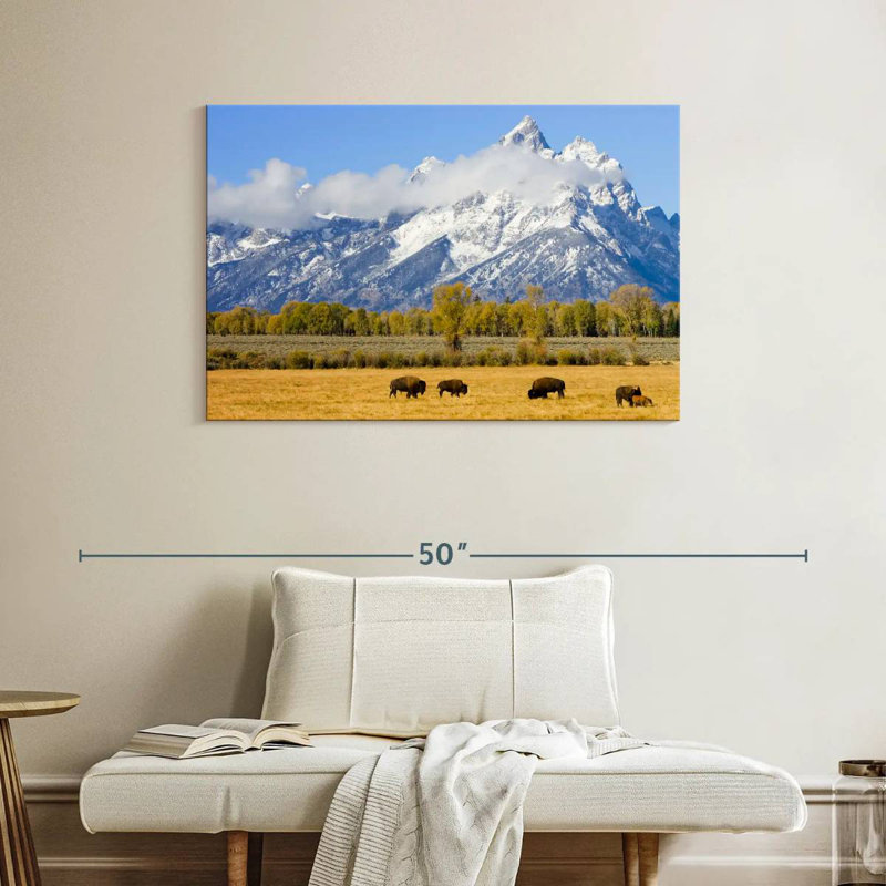 Bison d'Alvord dans les plaines de Teton, H 26 po x l 39 po