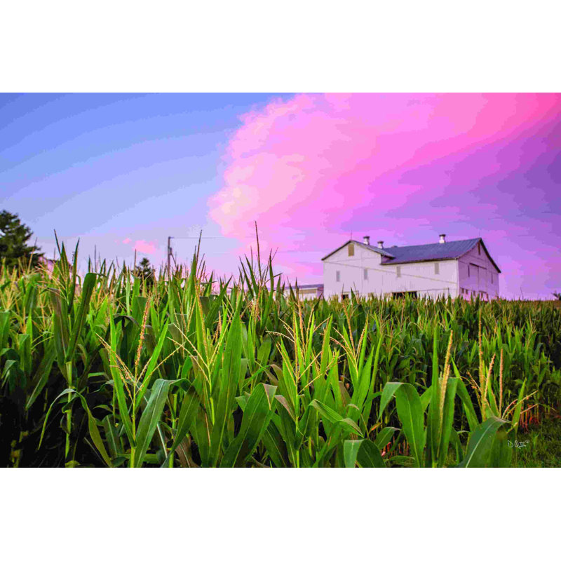 2884009_Corn Crop, H 12 po x l 18 po