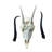 Female Springbok Skull