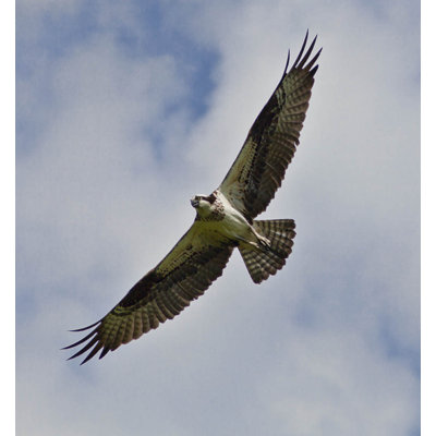 " Schmeltzer Hawk "