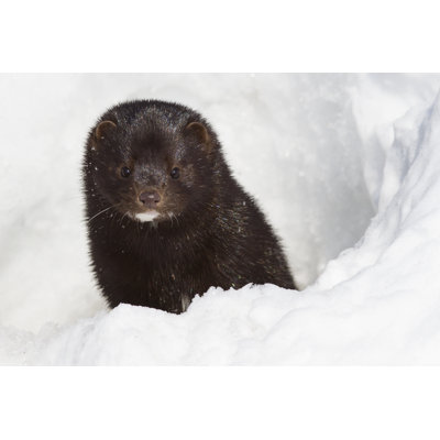 " American Mink " by Pilipenkod