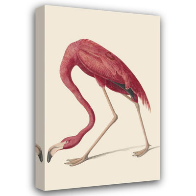 Flamant américain