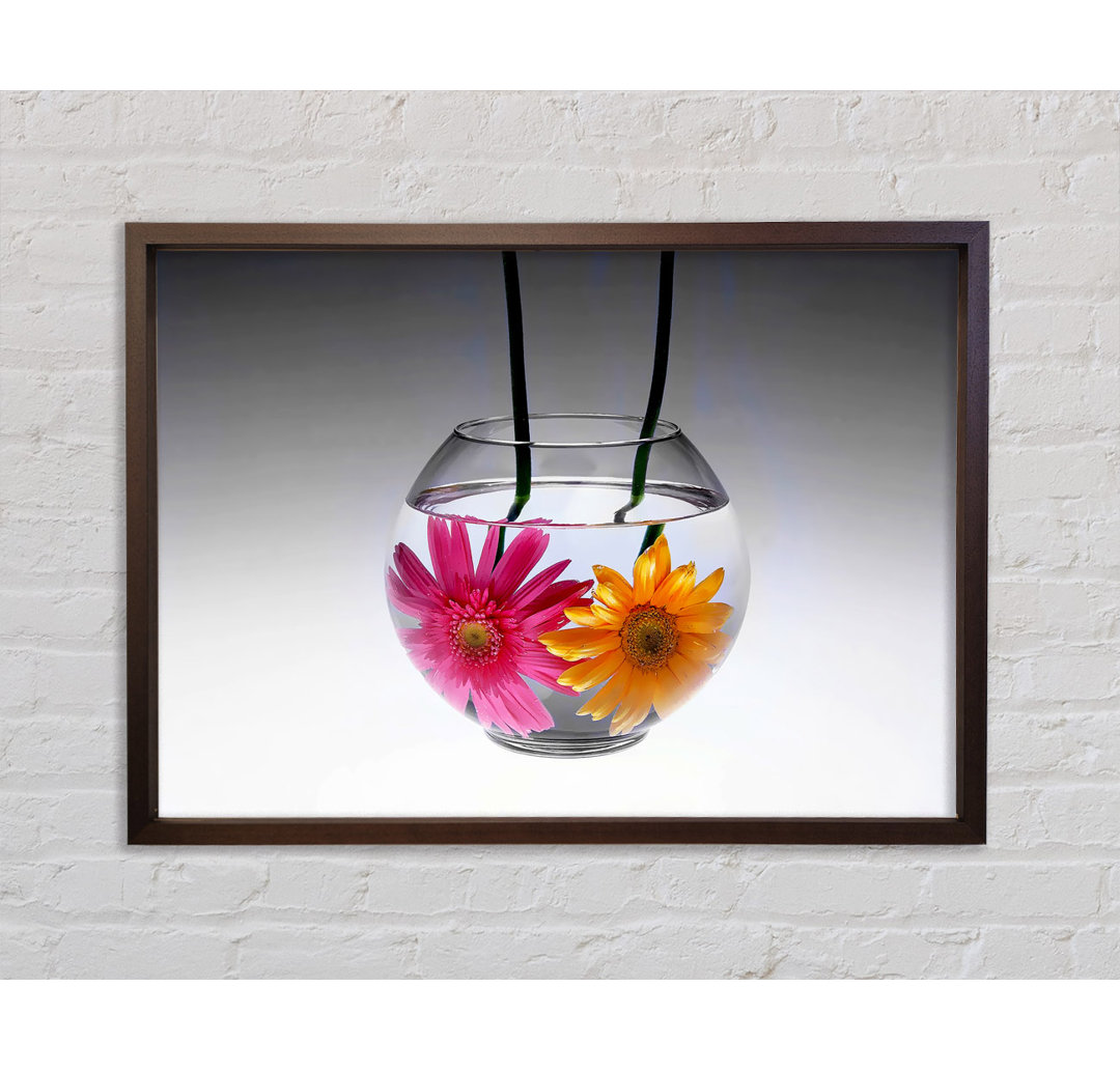 Gerahmtes Leinwandbild Gerbera Fishbowl in Schwarz/Weiß