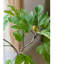 Branche de figuier artificielle-2113894509