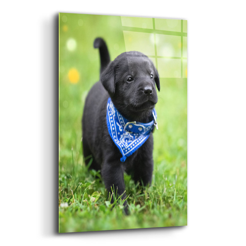 «Black Lab Pup 1» par Jonathan Ross, H 24 po x l 16 po x P 0,2 po