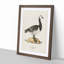 Barnacle Goose by Von Wright - Picture Frame Painting Print-55683250-55683251