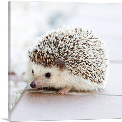 " Hedgehog Home Decor "