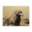 «Red Tailed Hawk» par Etelca, impression sur toile tendue-27652253