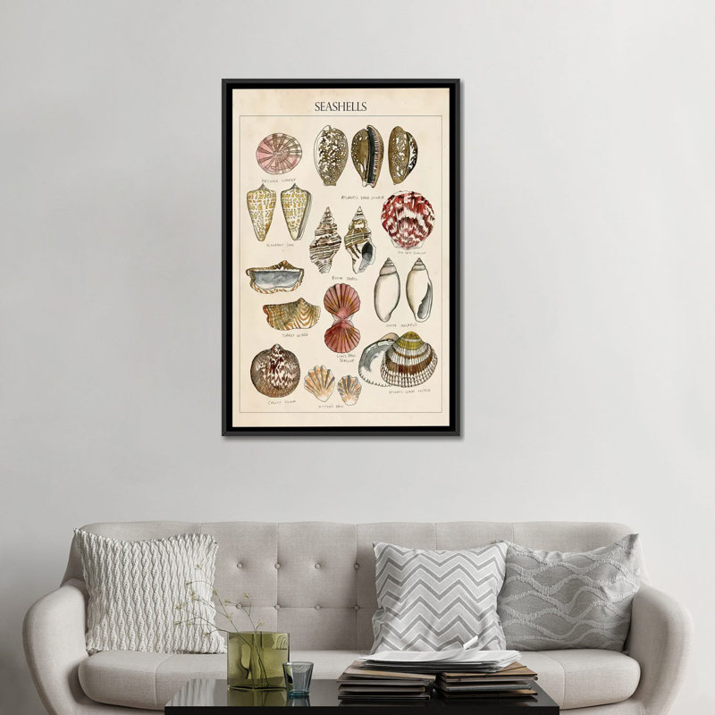 « coquillage sketch i », impression sur toile, H 26 po x l 18 po x P 1,5 po, Toile avec cadre noir, Pas de tapis