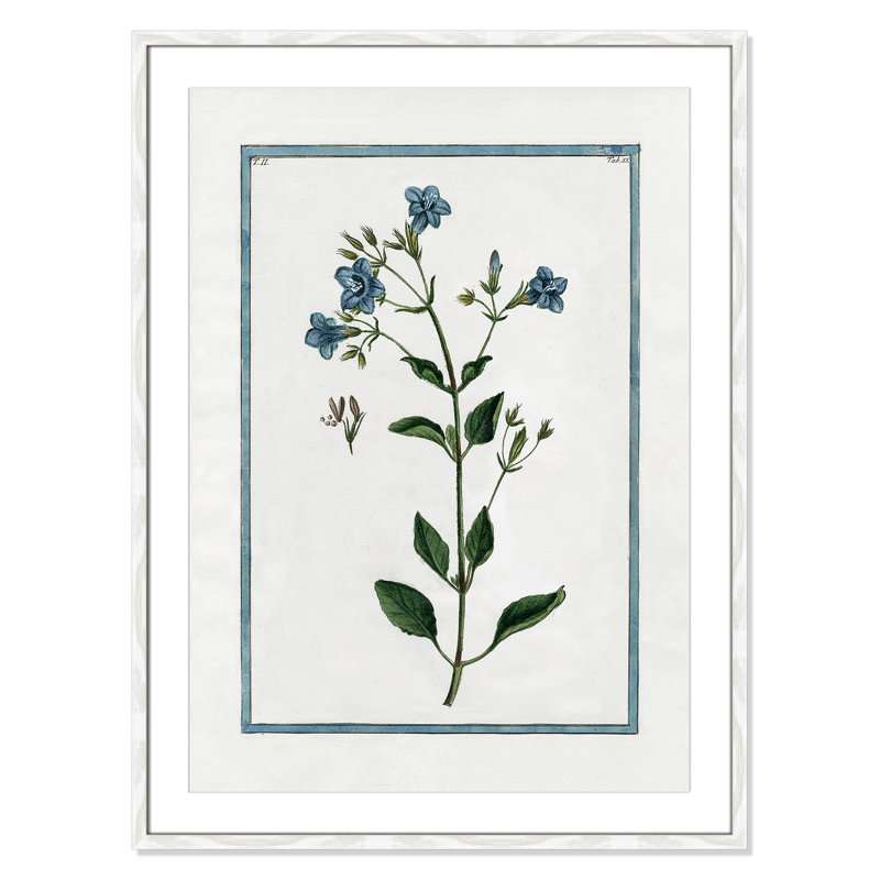 Colombe Shabby Elegance Botanical II - Framed Art, 25.5" W x 35.5" H, White Framed