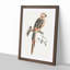 A Parrot by Johan Teyler - Single Picture Frame Painting-55453484-55453479