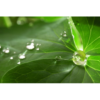 Larai Water Drop On Leaf - Wrapped Canvas Print