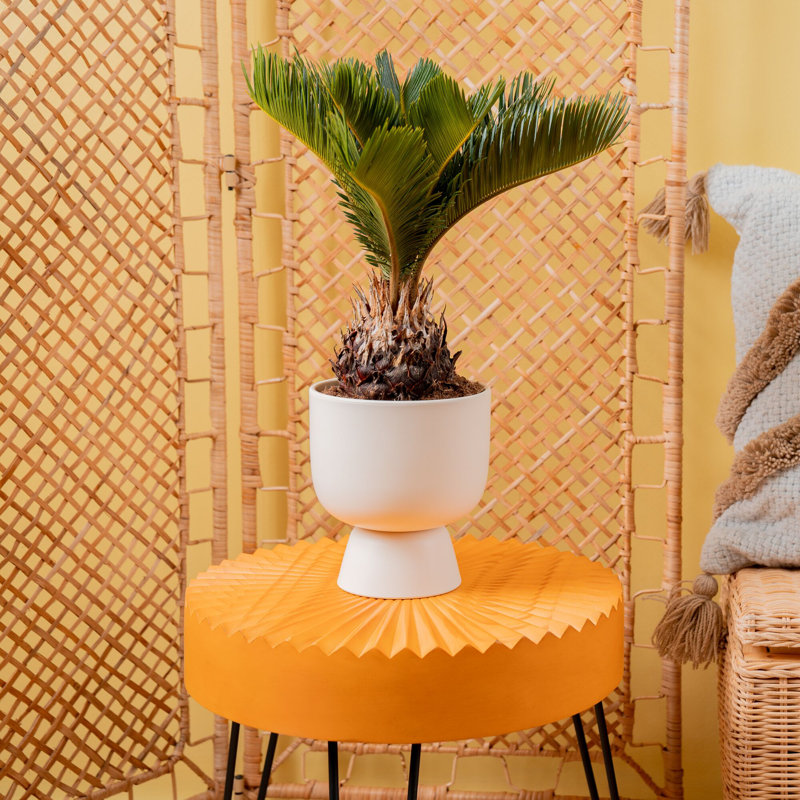 Sago Palm Tree in Ceramic/Wood Planter