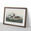 Crested Grebe by John James Audubon - Picture Frame Painting Print-55490522-55490524
