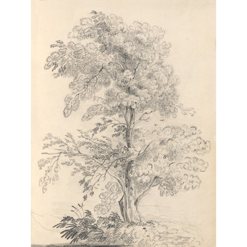 «Tree Sketch» par Wild Apple, Non, H 48 po x l 36 po, Toile argentée avec cadre flottant