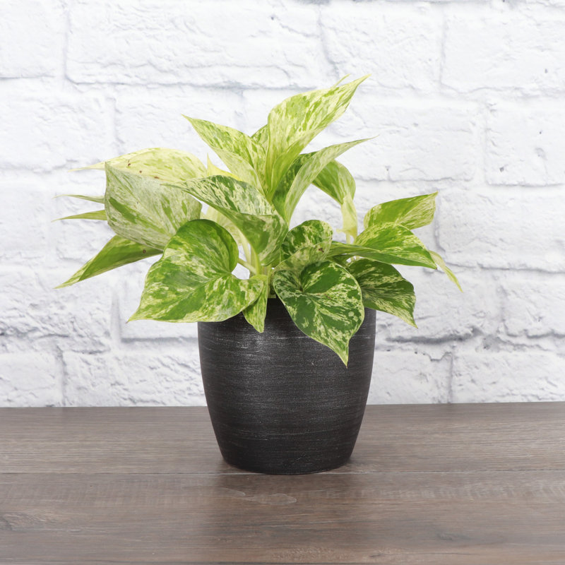 Plant in Pot, Brushed Silver
