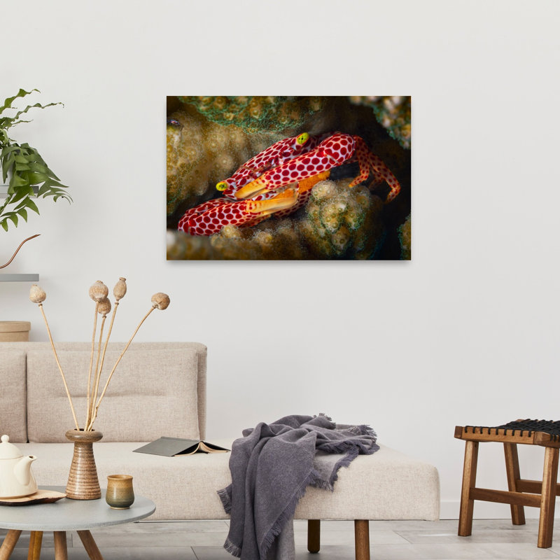 Vibrant Spotted Crab Contemporary Crab Wall Art Print 1 Piece Wrapped Canvas Wall Art, 60.96cm H x 91.44cm W