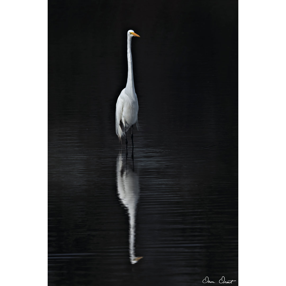 Leinwandbild Elegant Egret I von David Drost