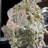 Austina Landscape & Nature Crystal