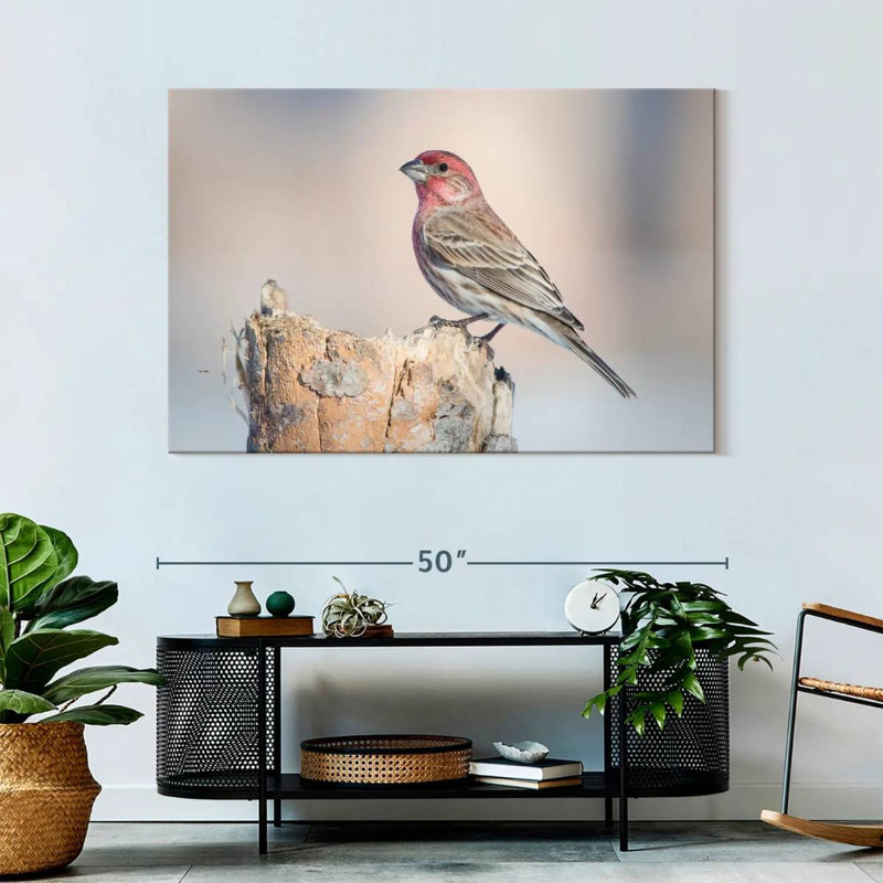 Crowle House Finch Bird
