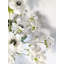 Arrangement blanc anémone