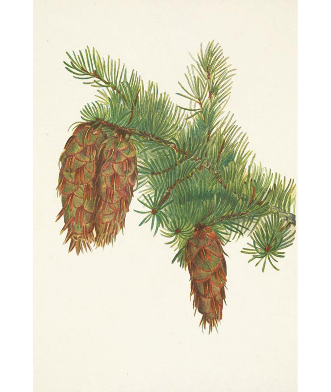 «Douglas-Fir. Pseudotsuga Mucronata» par Mary Vaux Walcott, reproduction d'art sur toile tendue, H 24 po x l 17 po