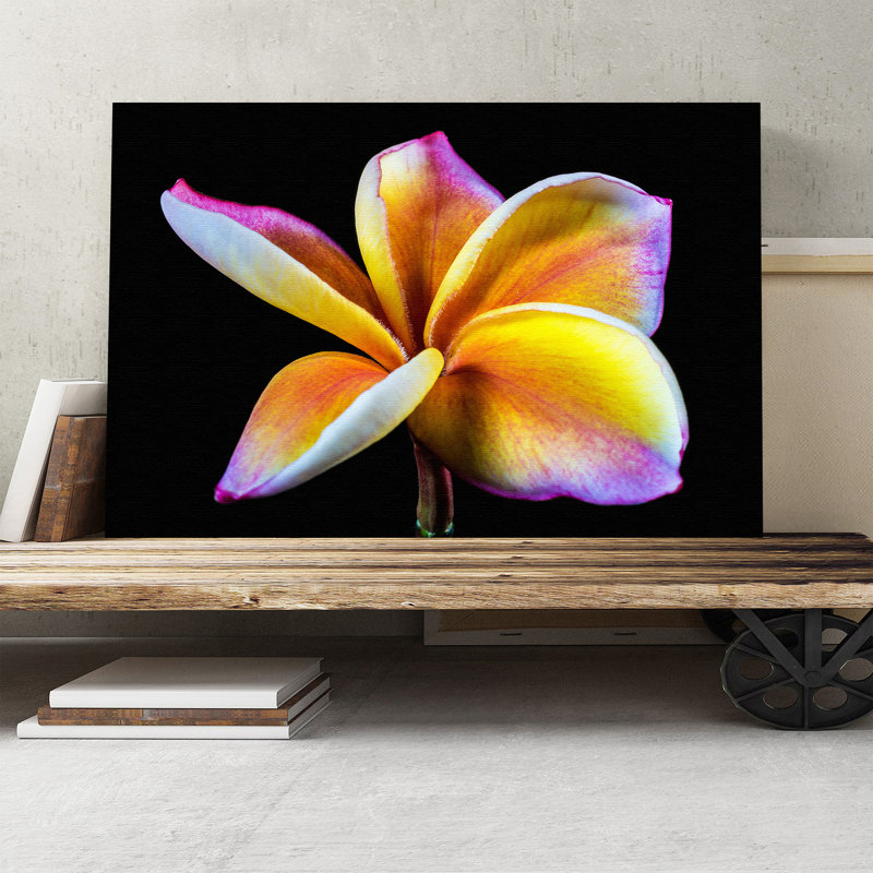 Flower Frangipani Photographic - Wrapped Canvas, 50cm H x 76cm W