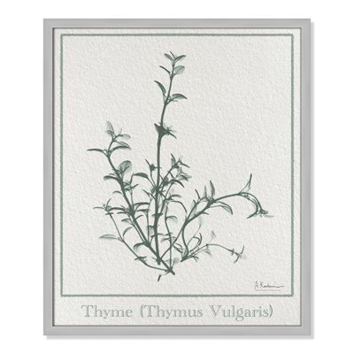 Jeanette "Thymus Vulgaris" Print