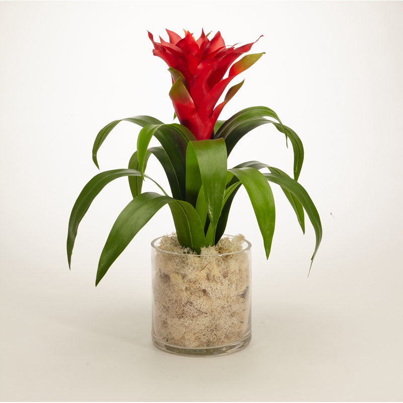 Tropical Bromeliad Centerpiece in Glass Jar, Red