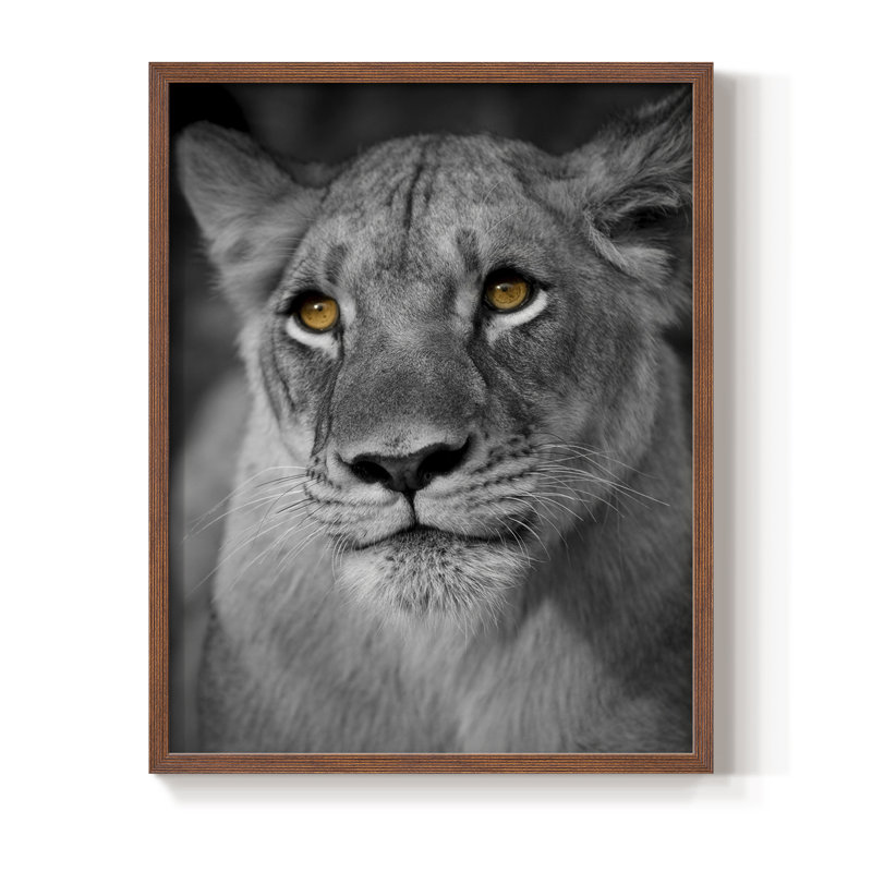 Portrait de lionne, reproduction encadrée - bois massif, H 21 po x l 17 po, Noyer