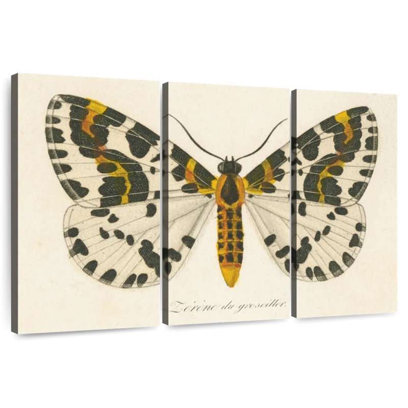 Brampt natures papillon IV, H 24 po x l 38 po