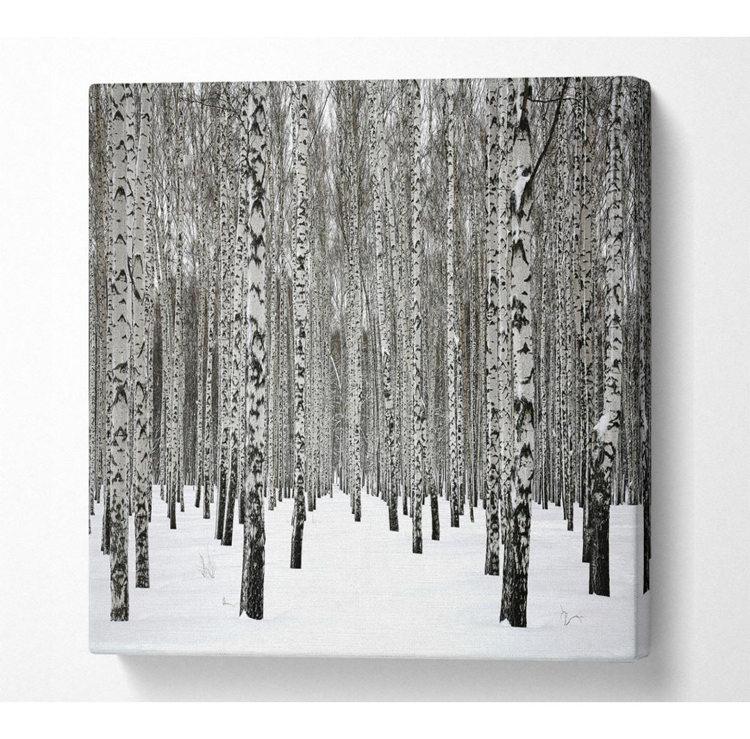 Bhondave Silver Birch Trees In The Snow - Kunstdrucke auf Leinwand