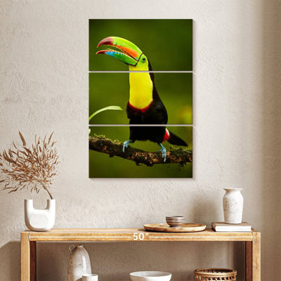 Toucan arc-en-ciel Brampt