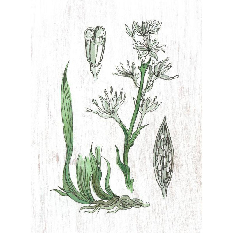 Plantes, œuvre d'art