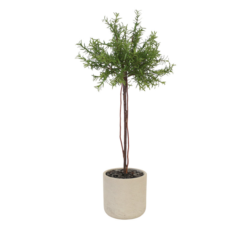 Rosemary Topiary in Grey Planter