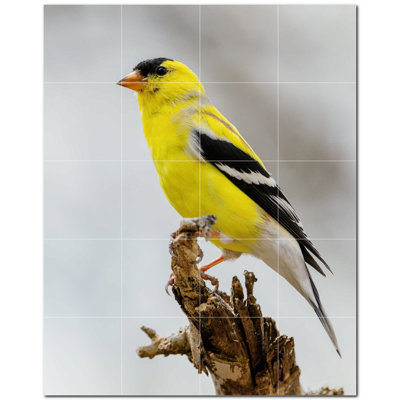 Bird Photo 4.25'' x 4.25'' Satin Ceramic Decorative Mural