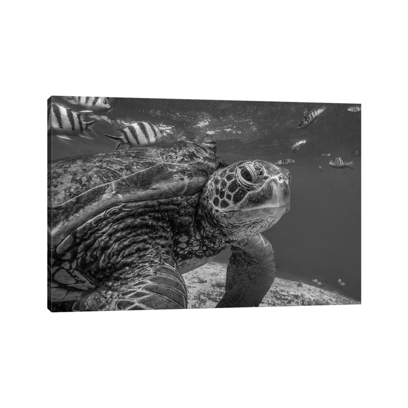 Green Sea Turtle, Balicasag Island, Philippines by Tim Fitzharris - Wrapped Canvas Print, 101.6 cm H x 66.04 cm W x 1.91 cm D