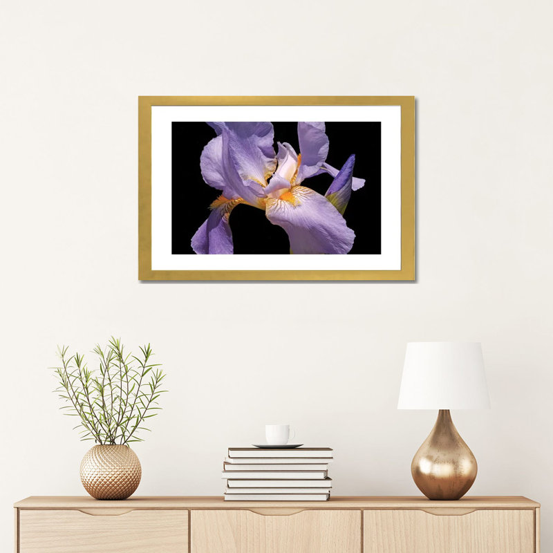 Violet Iris par Brian Wolf - reproduction de photo, H 16 po x l 24 po x P 1 po, Papier encadré doré, Blanc