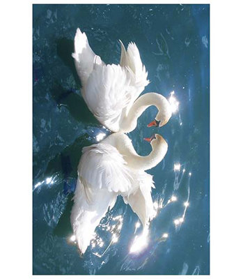 « swans », impression