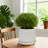 8" Outdoor Indoor Modern Ceramic Pot Planter Decorative Planter with Drainage Hole Patio Flower Pot for Garden Living Room Set of 2-402640066