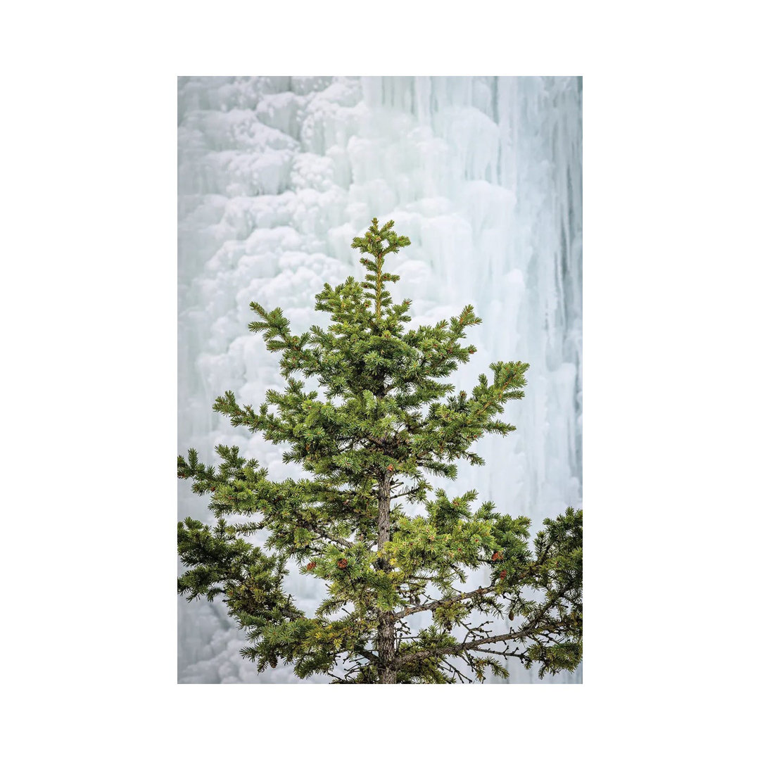 Pine at the Frozen Waterfall by Nik Rave - Wrapped Canvas Giclée