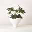 Chaco Bowl-Matte White